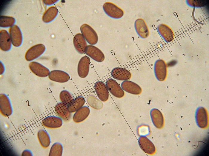 Psathyrella sp (cfr. Psathyrella tephrophylla)